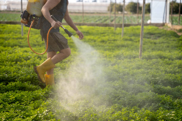 Best Ant Control Services  in North Vacherie, LA