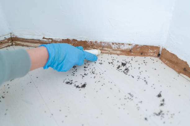 Best Rat Extermination Near Me  in North Vacherie, LA